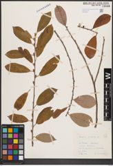 Foto von Salix cinerea L.